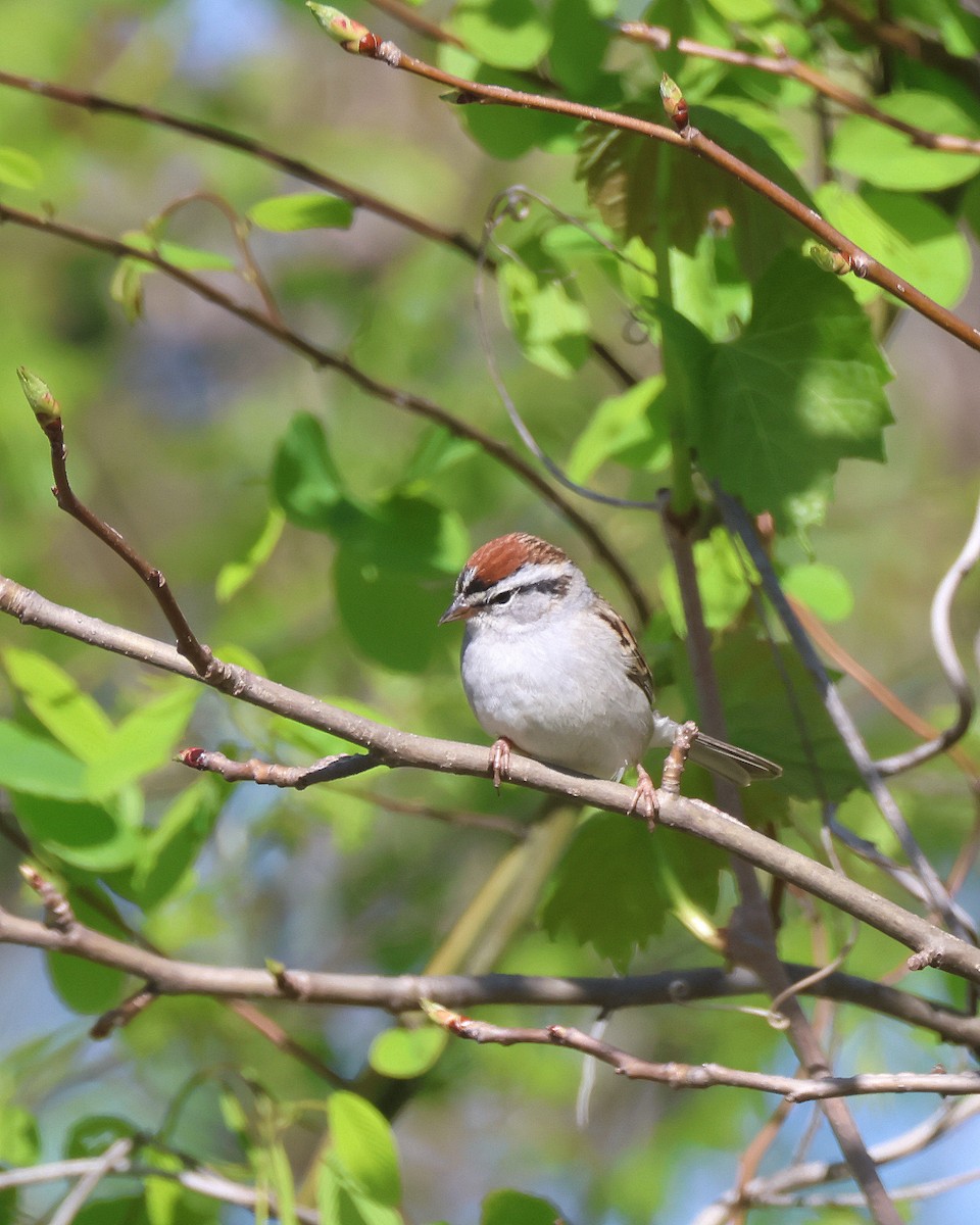 Chipping Sparrow - ML617482839