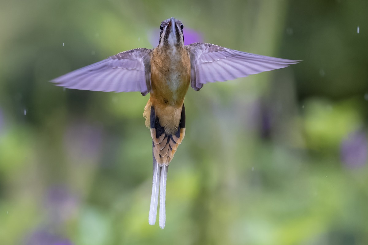 kolibřík dlouhoocasý - ML617482866