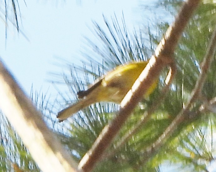 Pine Warbler - alan murray