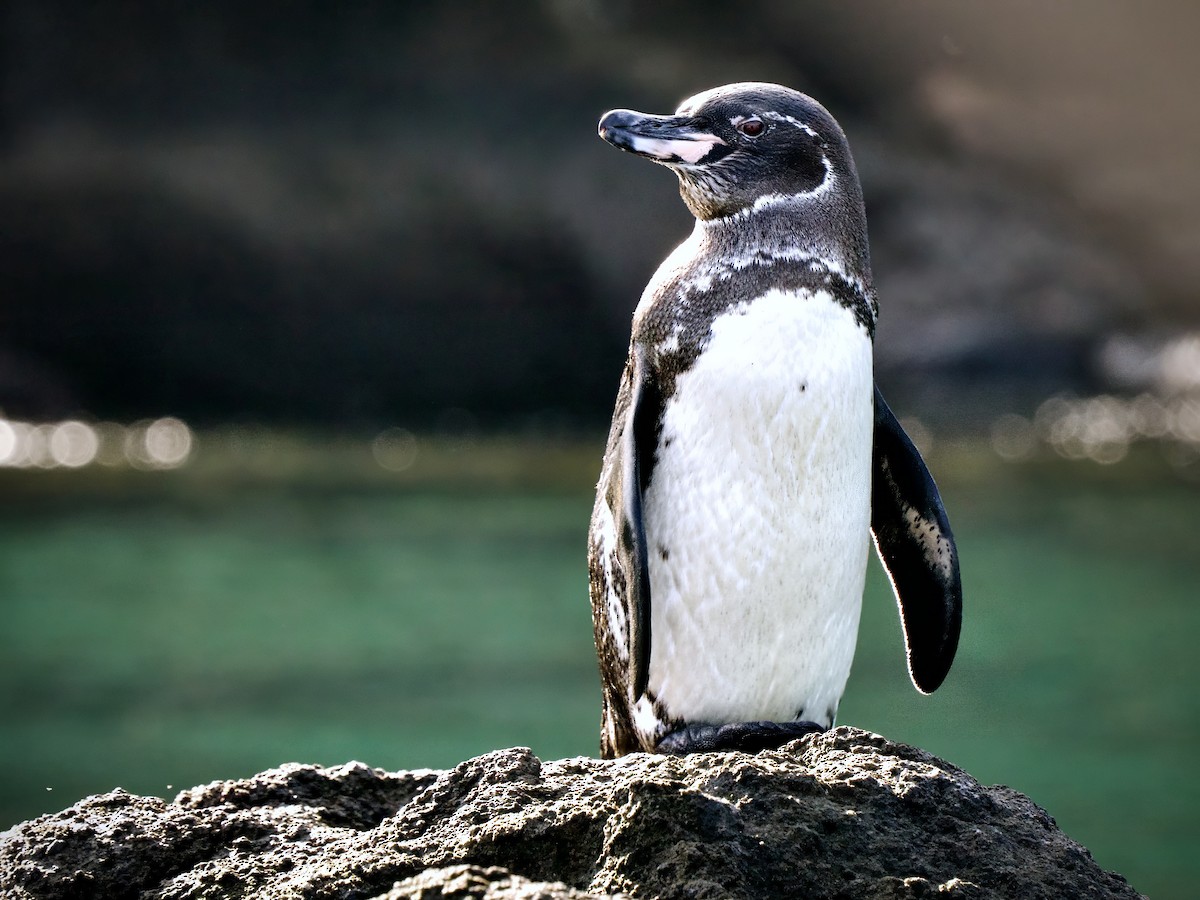 Галапагосский пингвин - ML617482880
