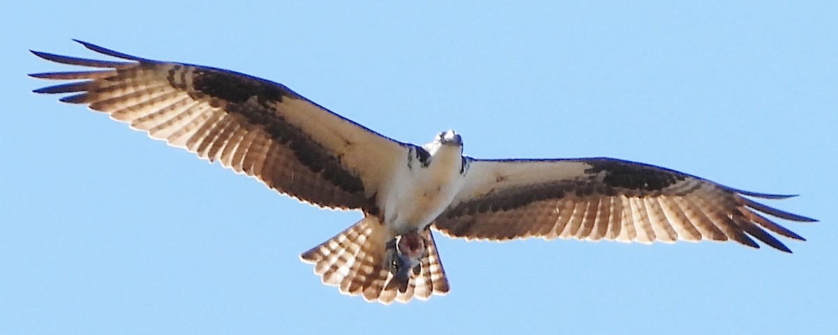 Osprey - alan murray