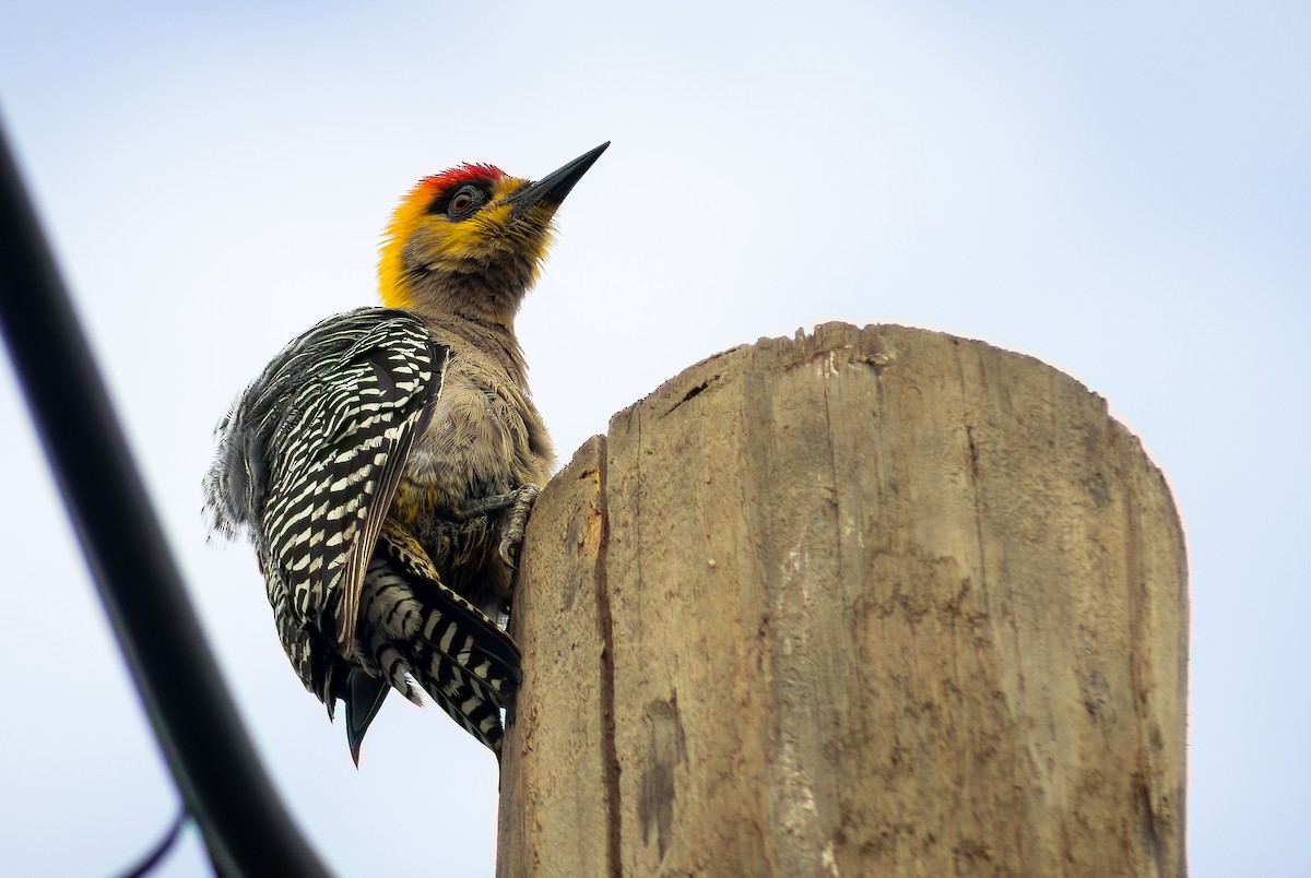 Golden-cheeked Woodpecker - ML617482965