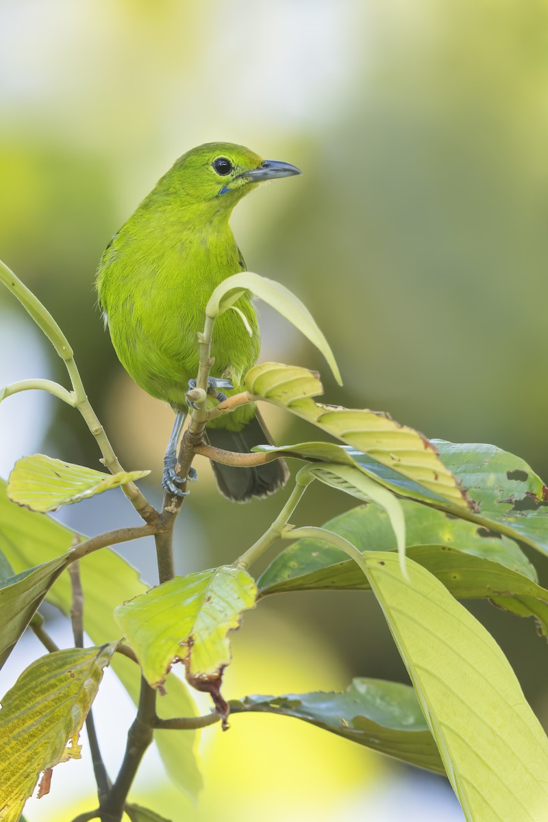 Lesser Green Leafbird - Dubi Shapiro