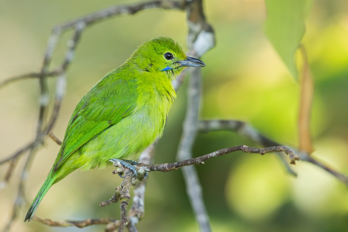 Lesser Green Leafbird - ML617483055