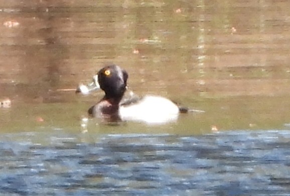 Ring-necked Duck - alan murray