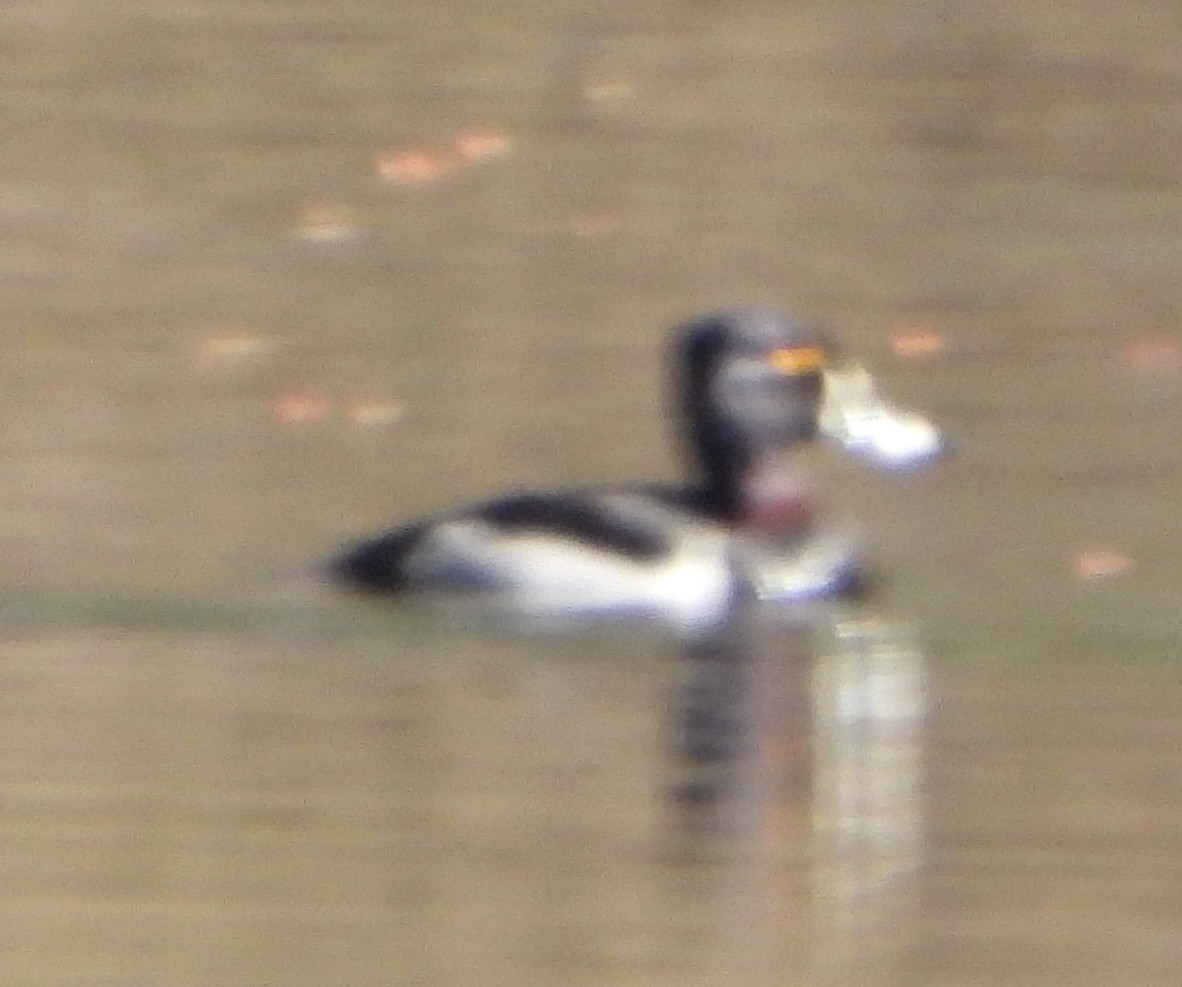 Ring-necked Duck - ML617483098