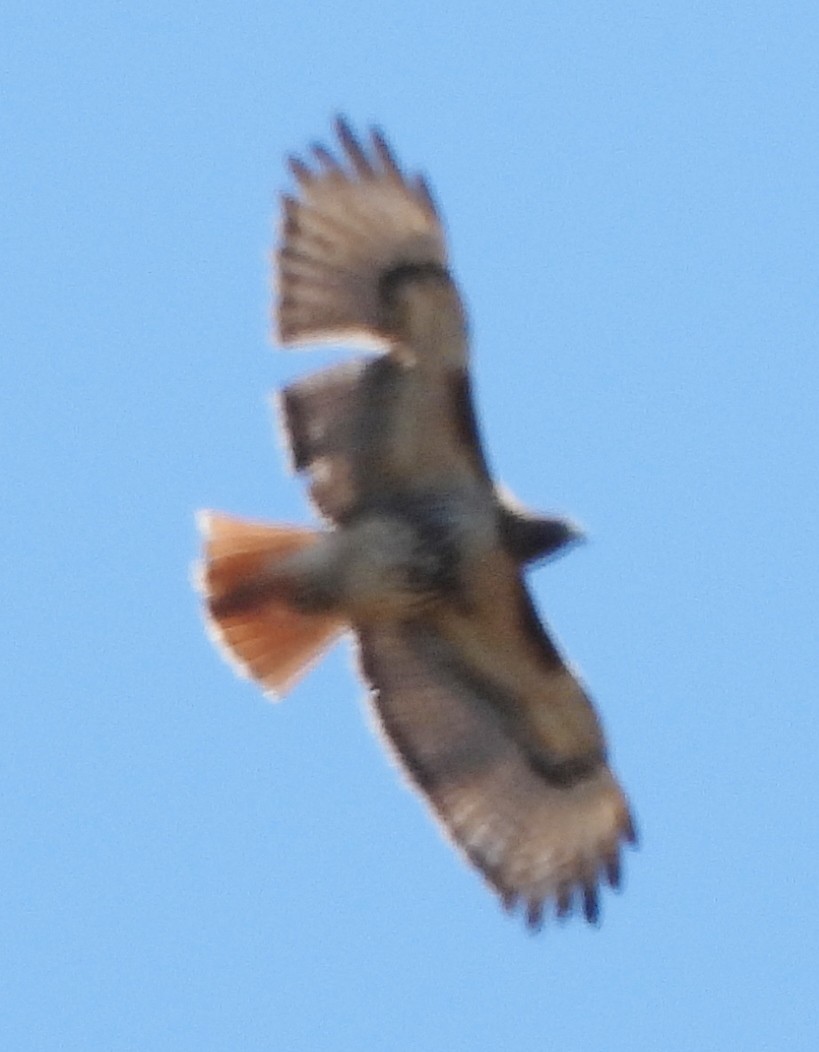 Red-tailed Hawk - ML617483114
