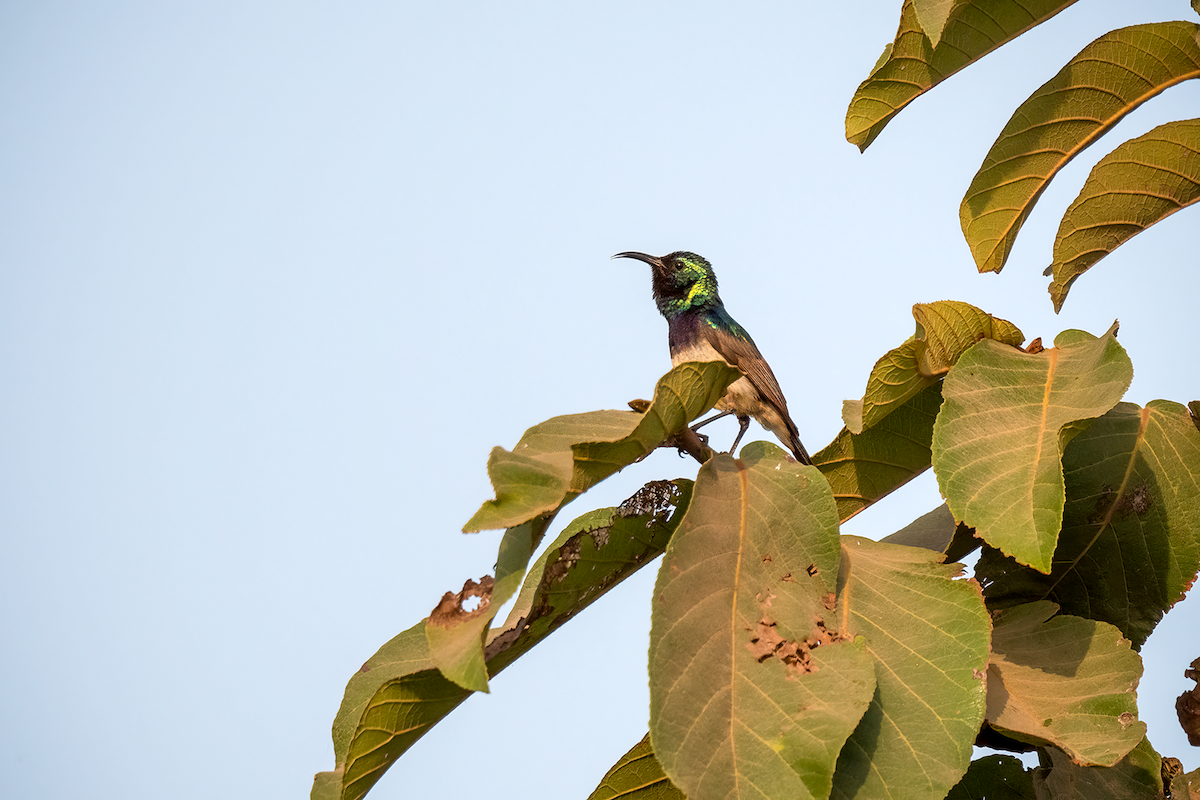 Green-headed Sunbird (Green-headed) - Ewa Janas