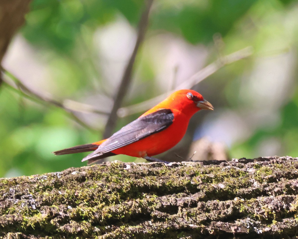 Scarlet Tanager - ML617483135