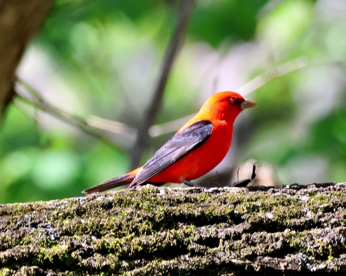 Scarlet Tanager - ML617483143