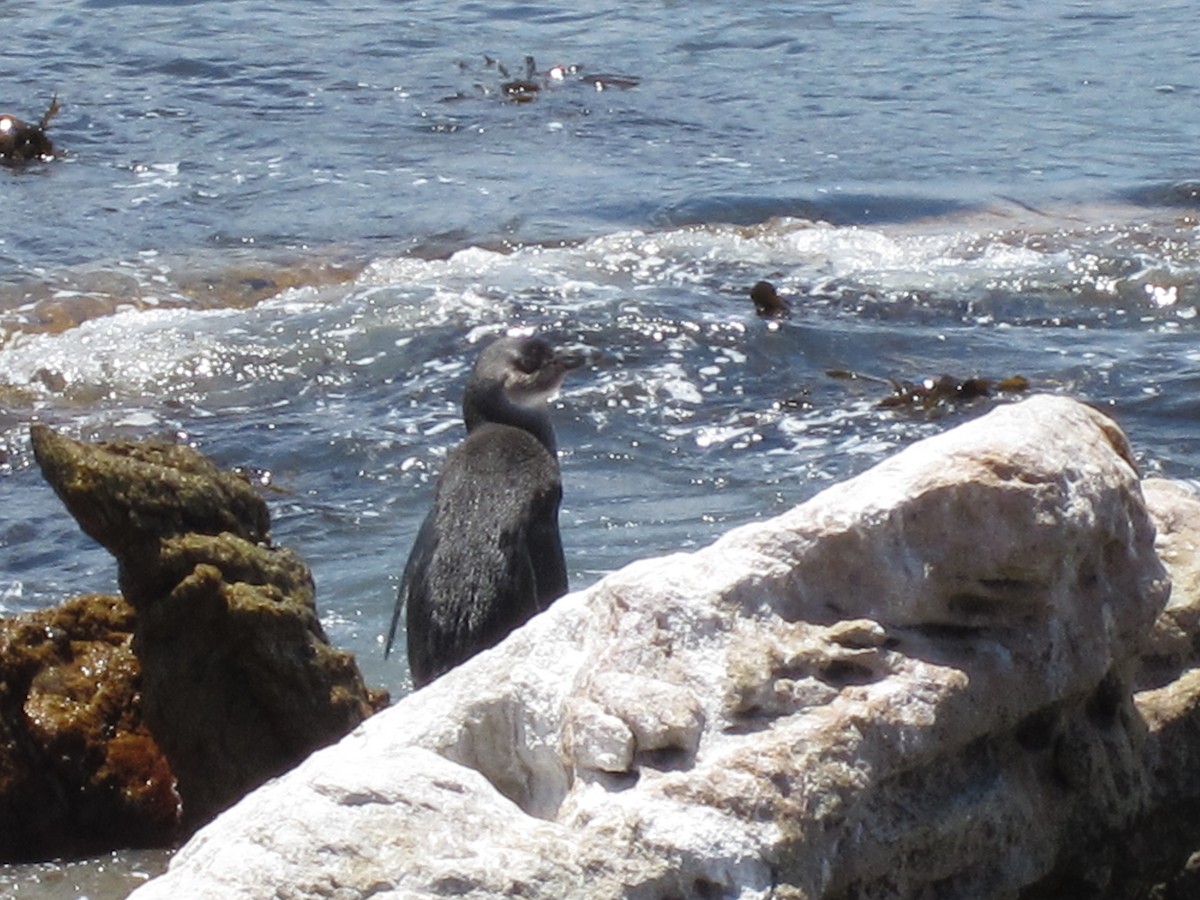 Pingüino de El Cabo - ML617483147