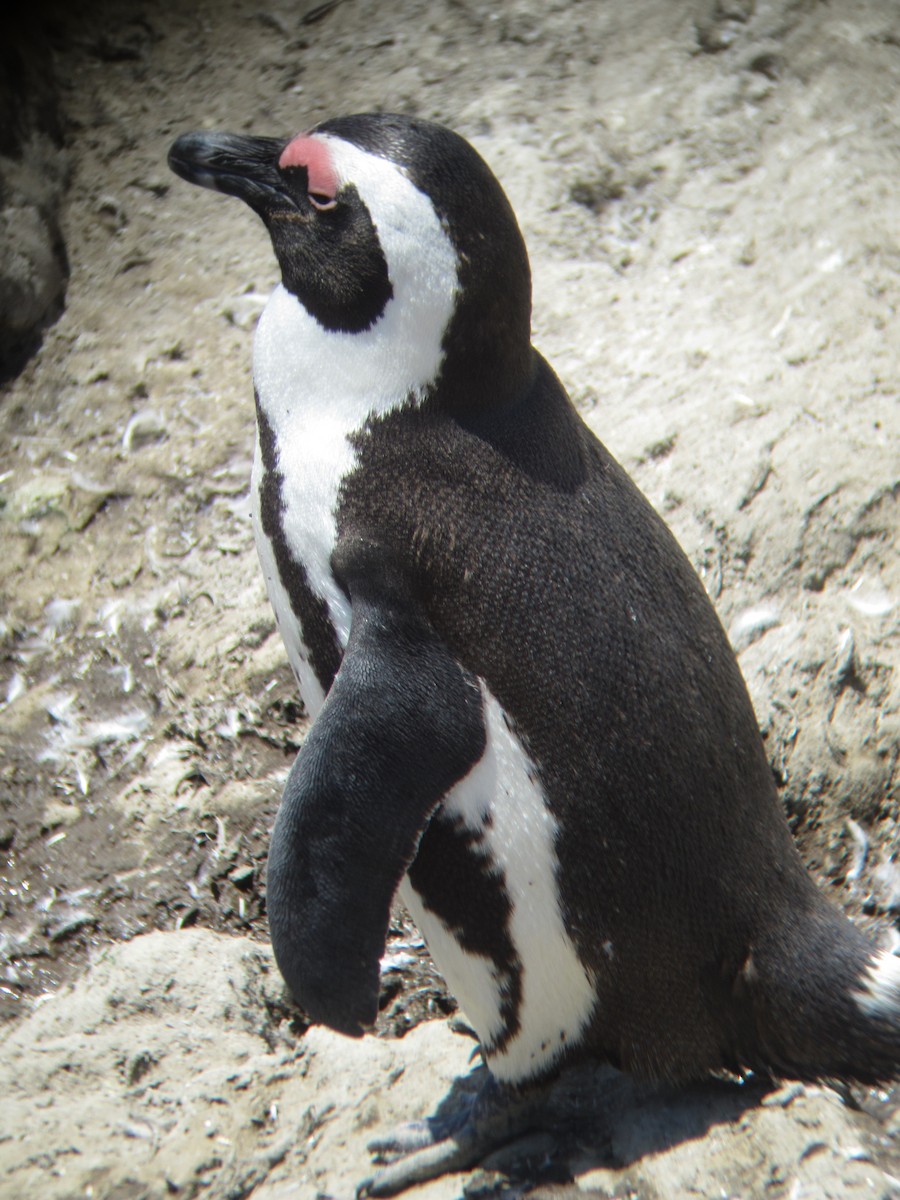 Pingüino de El Cabo - ML617483148