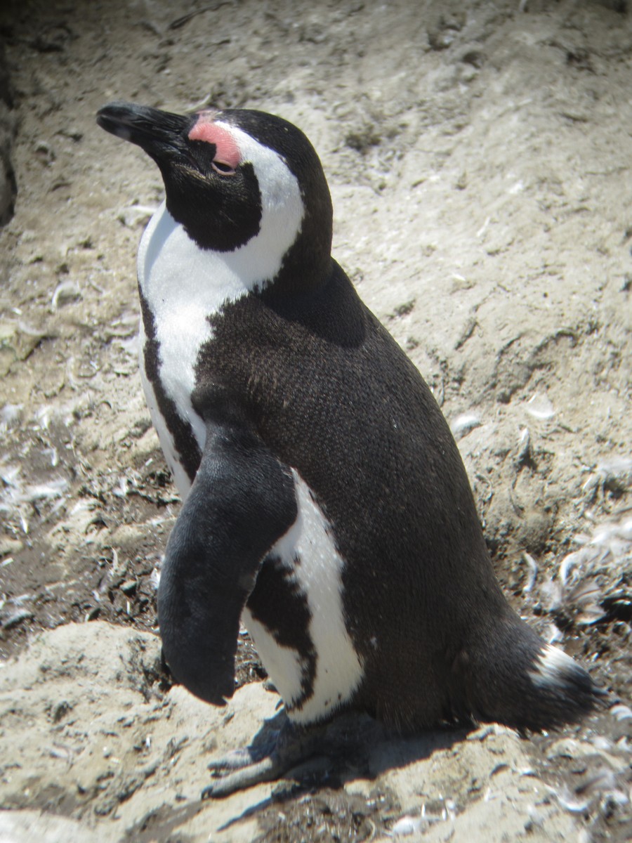 Pingüino de El Cabo - ML617483149
