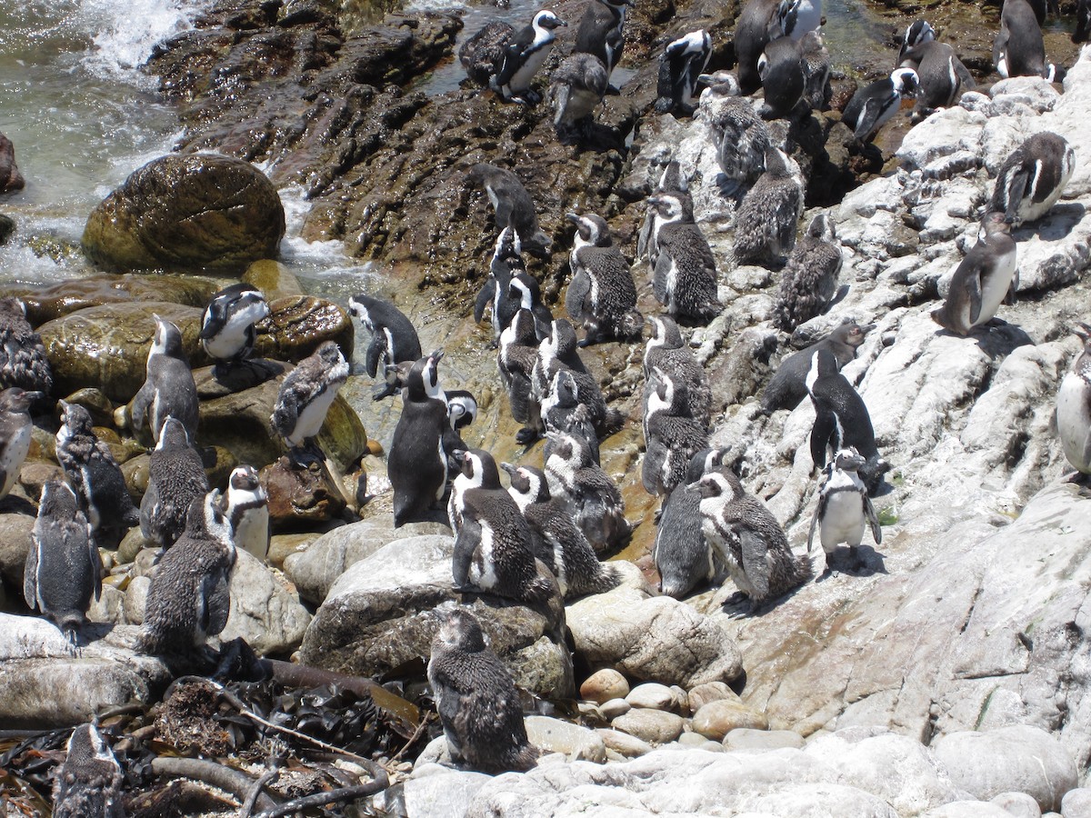 Pingüino de El Cabo - ML617483151