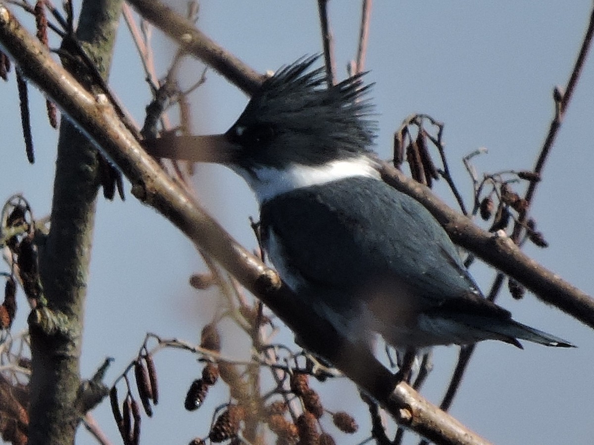 Belted Kingfisher - Alan Schned
