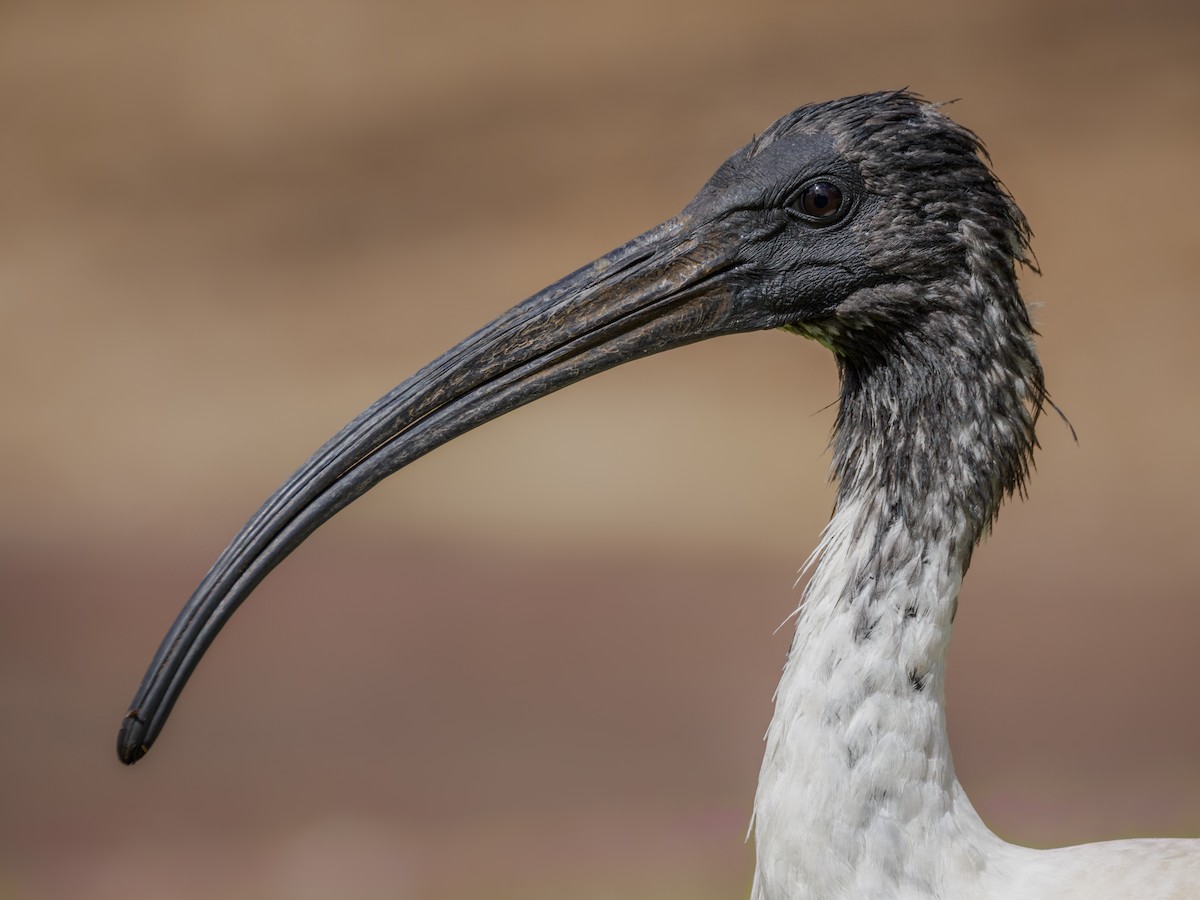 ibis australský - ML617483285
