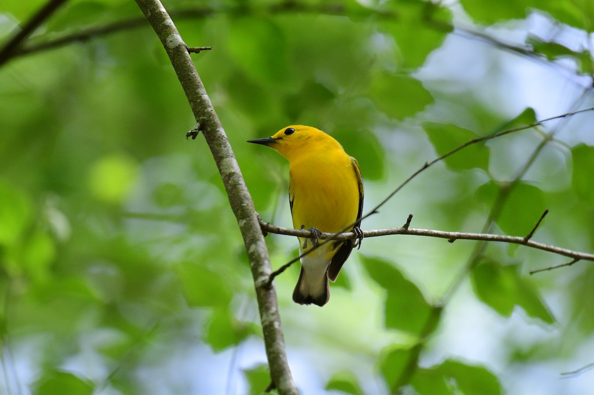 Prothonotary Warbler - ML617483289