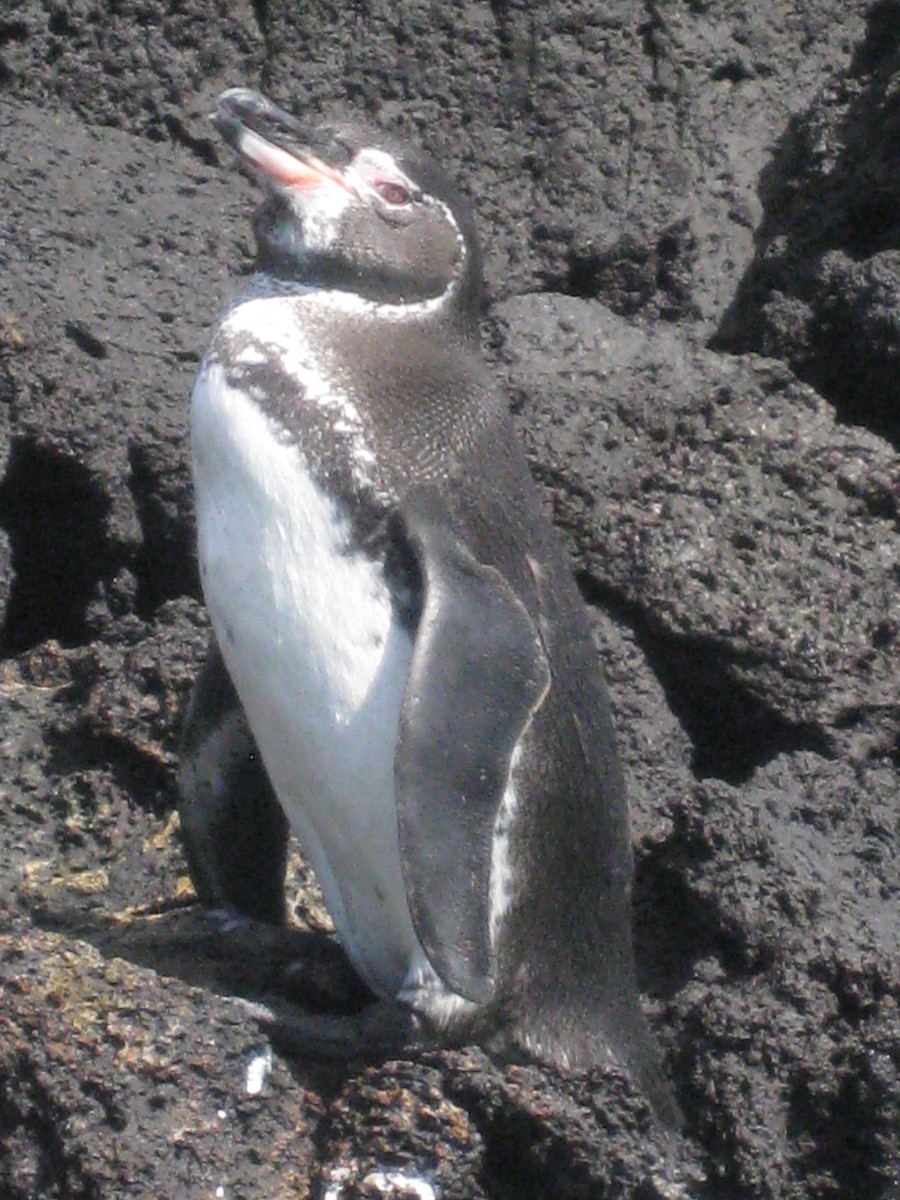 Galapagos Penguin - Tim Harrop