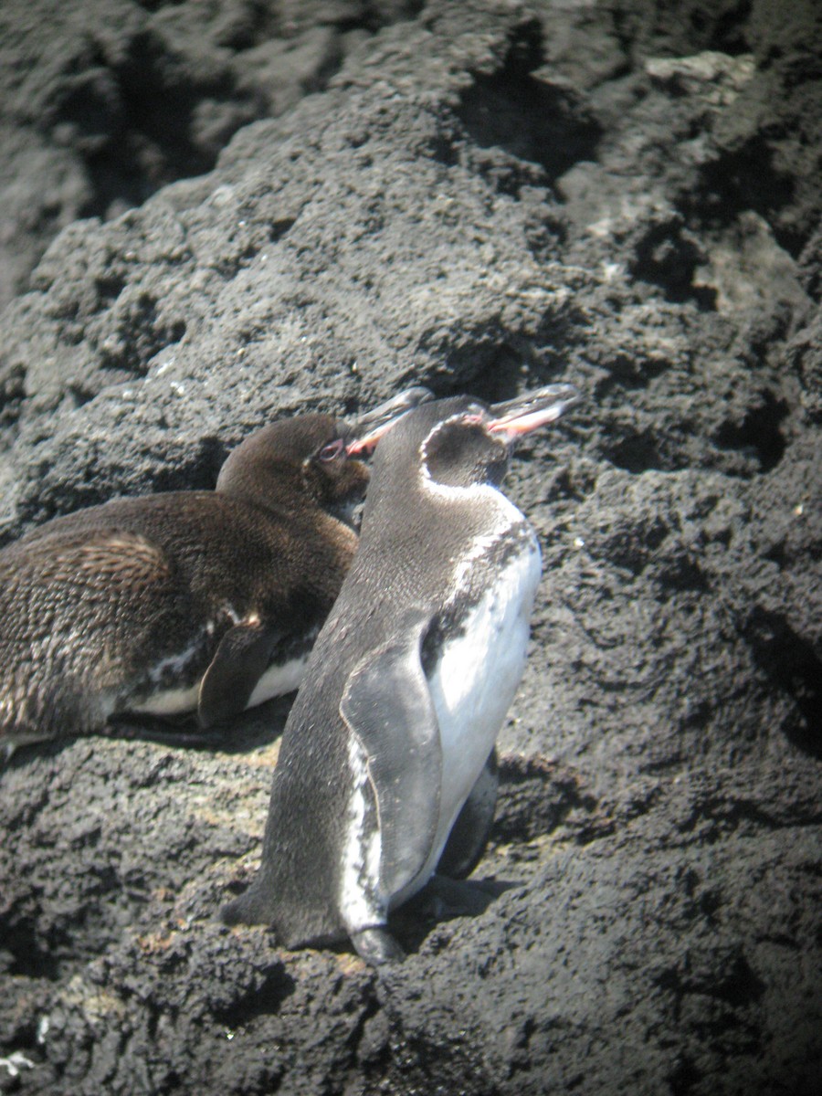 Galapagos Penguin - Tim Harrop