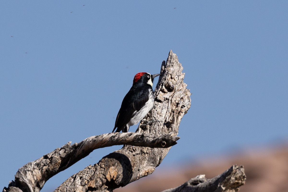 Acorn Woodpecker - ML617483335