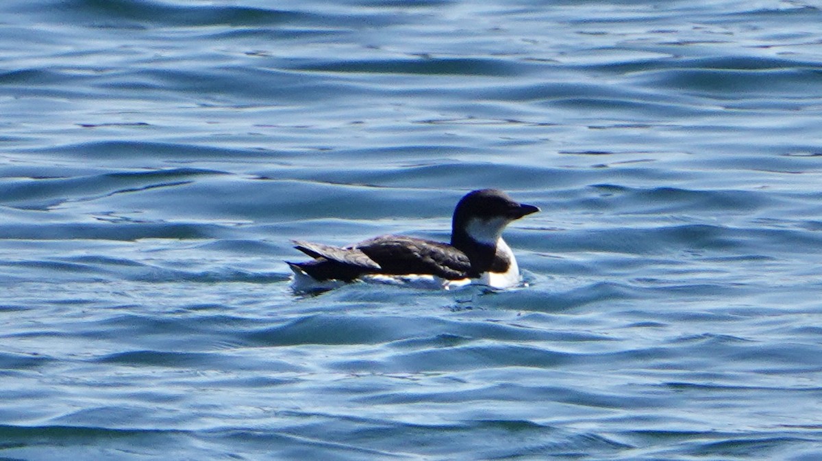 Thick-billed Murre - ML617483395