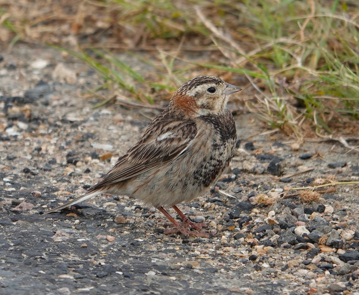 Ebird Checklist 16 Apr 2024 Yacht Basin Rd Bolivar 24 Species