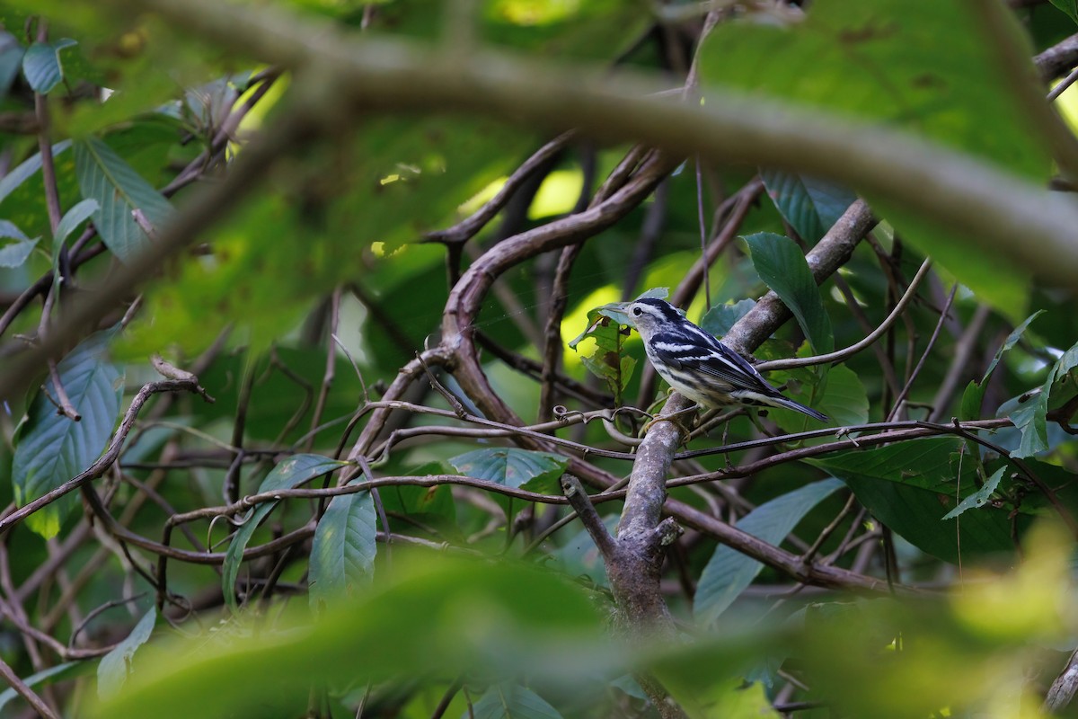 Black-and-white Warbler - ML617483455