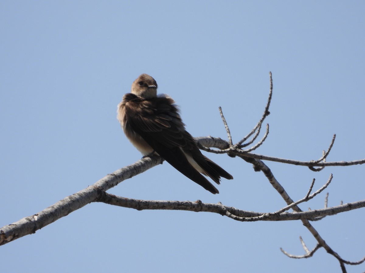 Northern Rough-winged Swallow - ML617483457