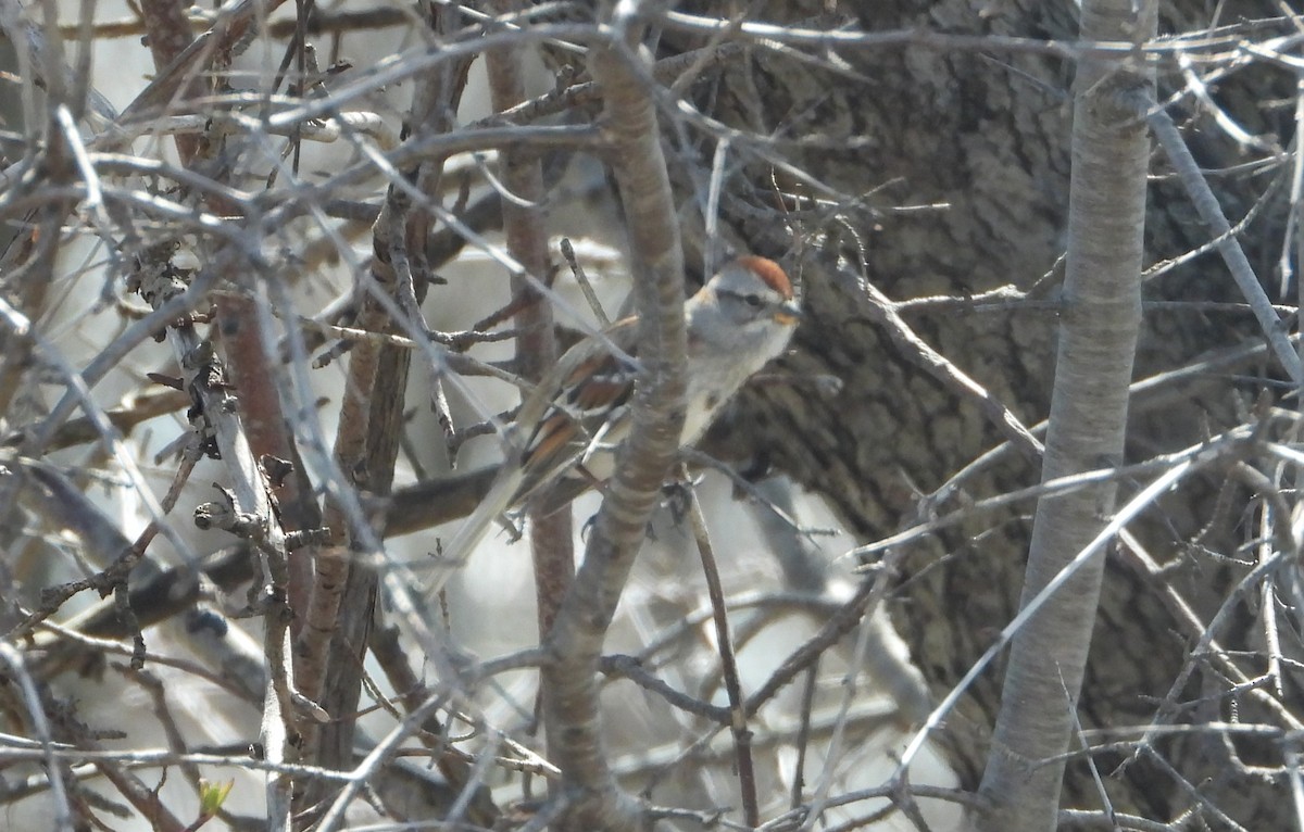 American Tree Sparrow - ML617483477
