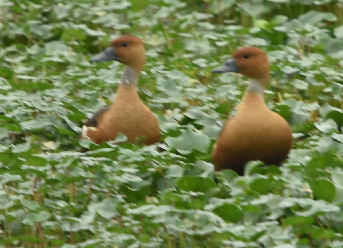 Fulvous Whistling-Duck - ML617483526