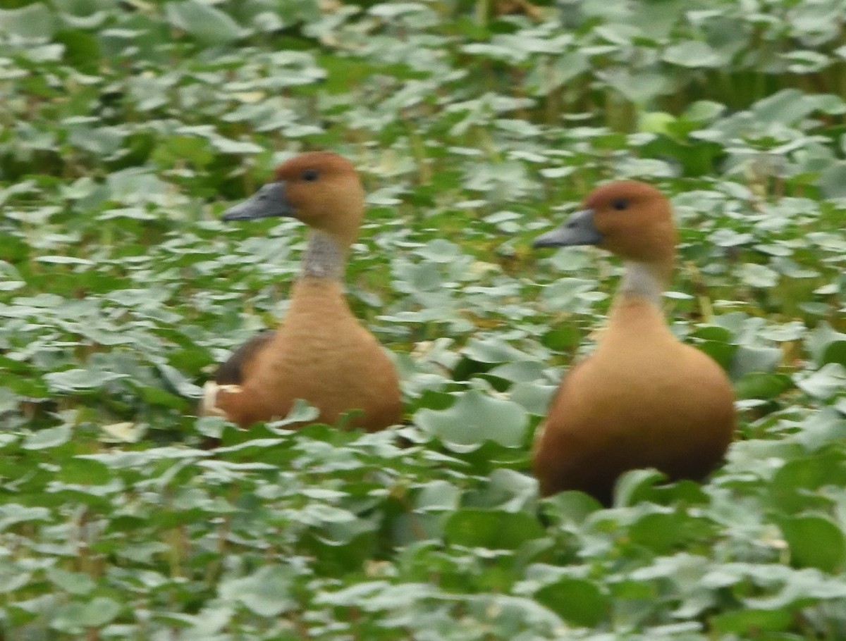 Fulvous Whistling-Duck - ML617483527