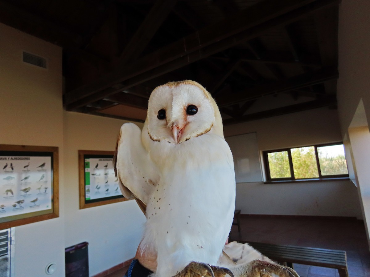Barn Owl - Francisco Javier Calvo lesmes