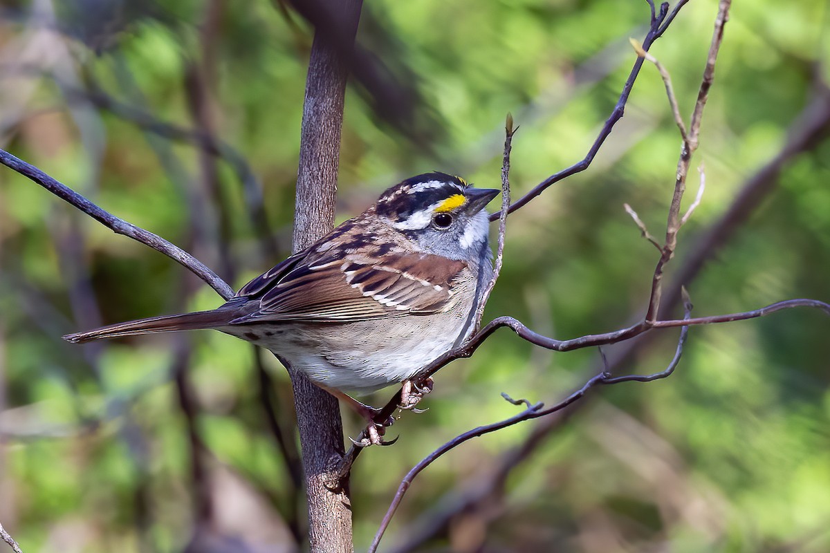 White-throated Sparrow - ML617483581
