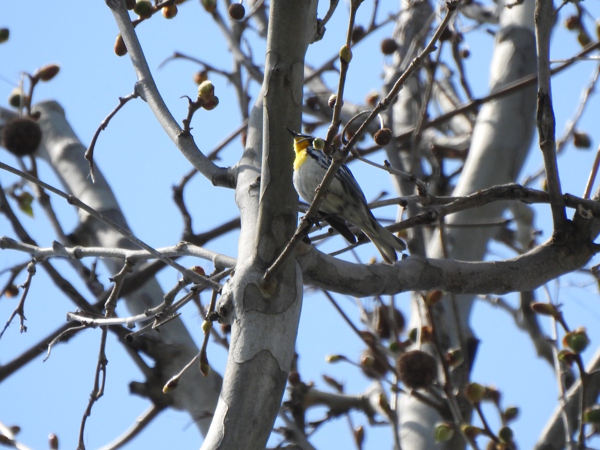Yellow-throated Warbler - ML617483582