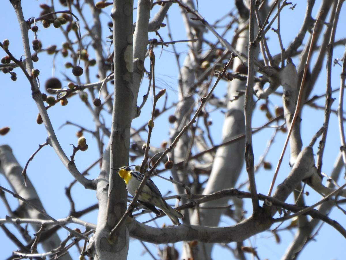 Yellow-throated Warbler - ML617483583