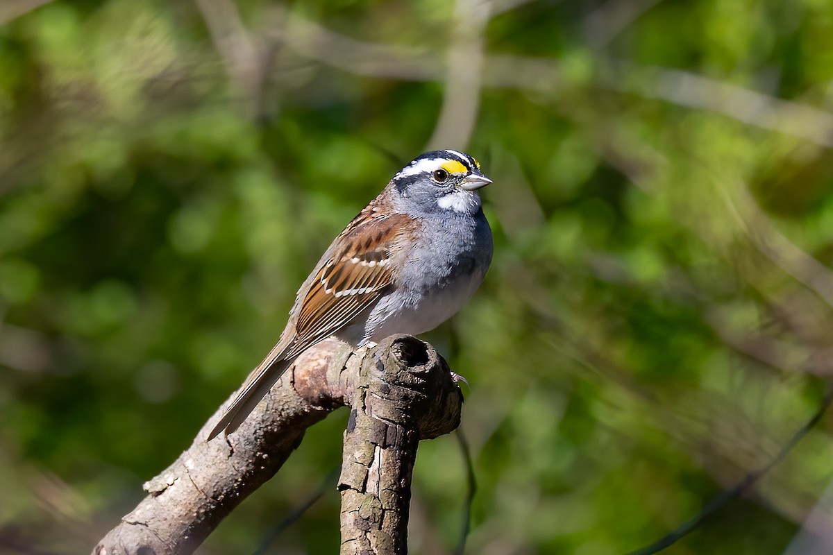 White-throated Sparrow - ML617483598