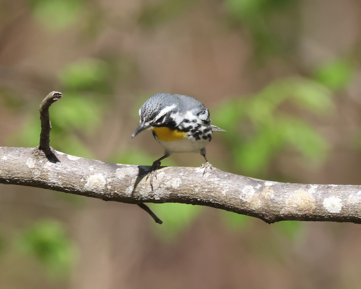 Yellow-throated Warbler - ML617483625