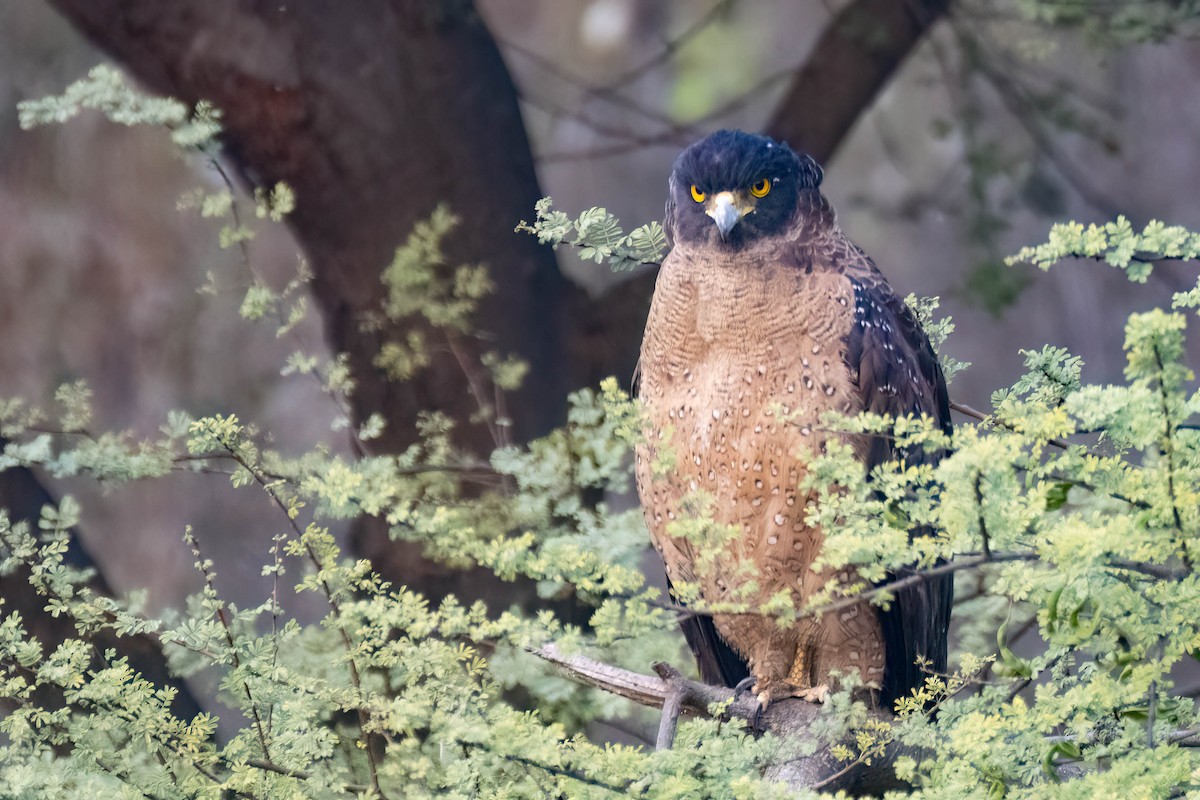 Crested Serpent-Eagle - ML617483765
