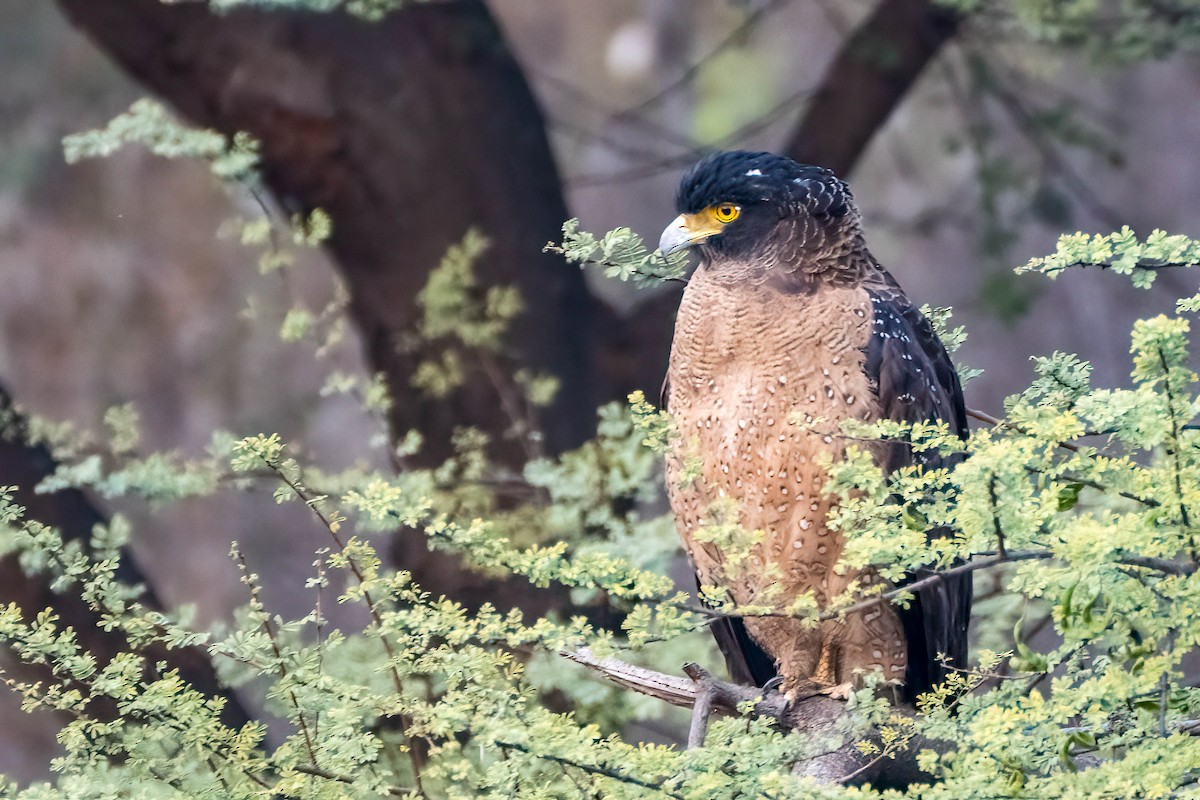 Crested Serpent-Eagle - ML617483766