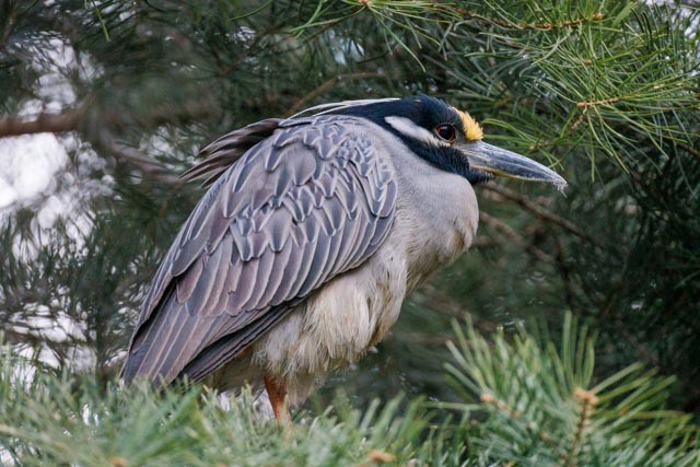 Yellow-crowned Night Heron - Gary Ropski