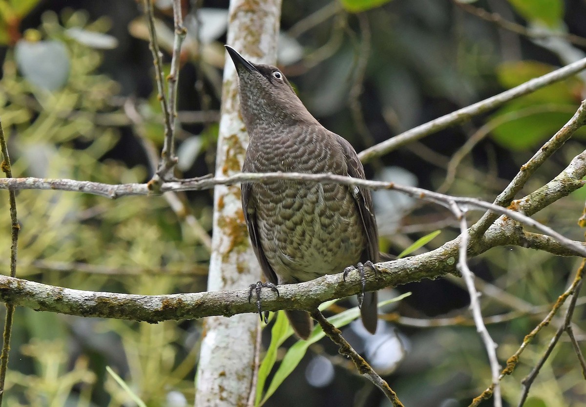 Scaly-breasted Thrasher - ML617483878