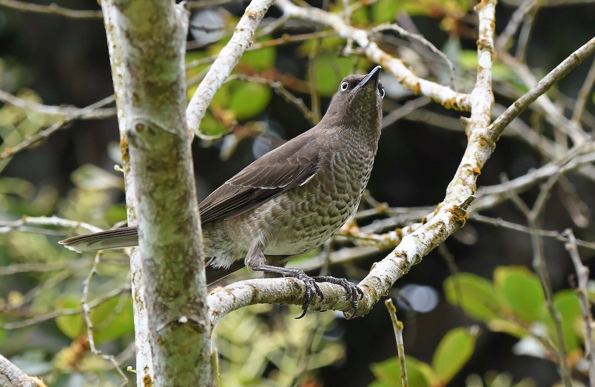 Scaly-breasted Thrasher - ML617483884