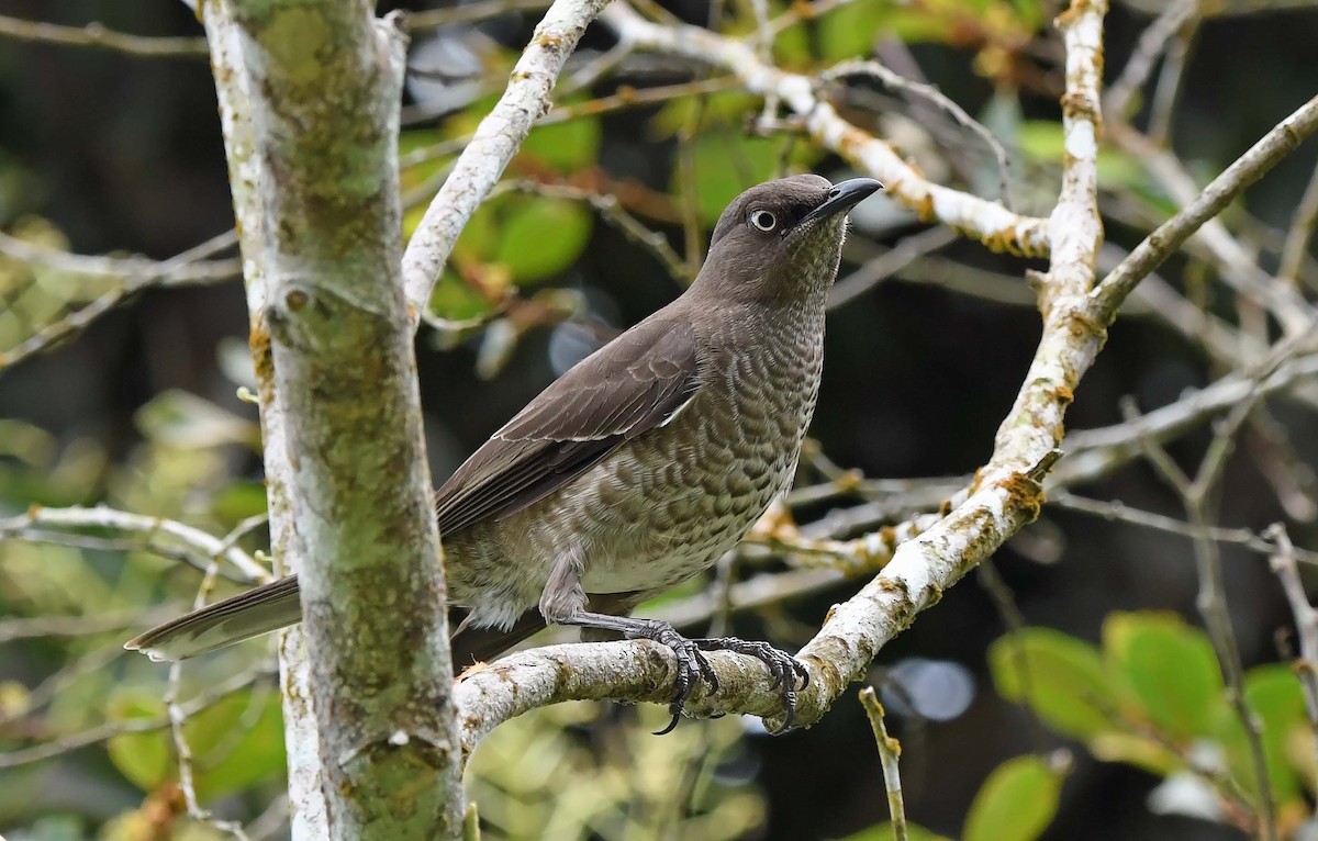 Scaly-breasted Thrasher - ML617483889