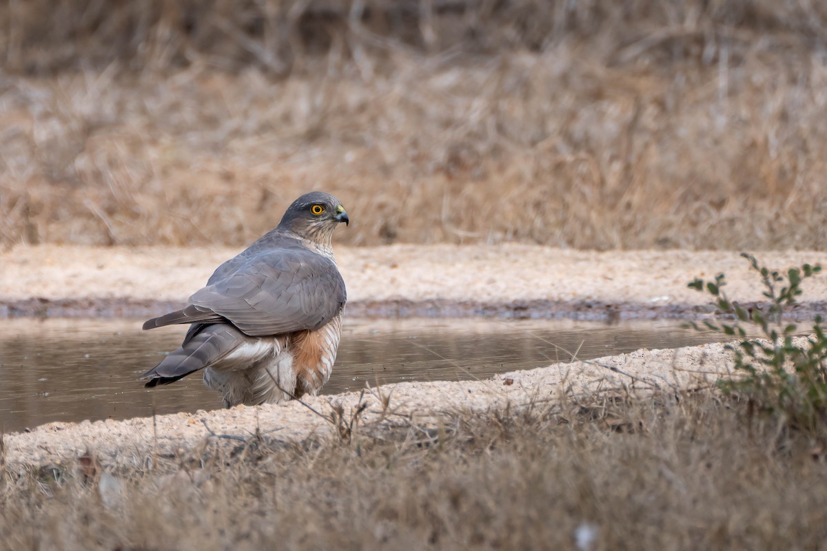 Eurasian Sparrowhawk - Gustino Lanese