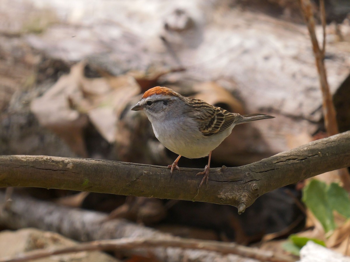 Chipping Sparrow - Tim Boucher
