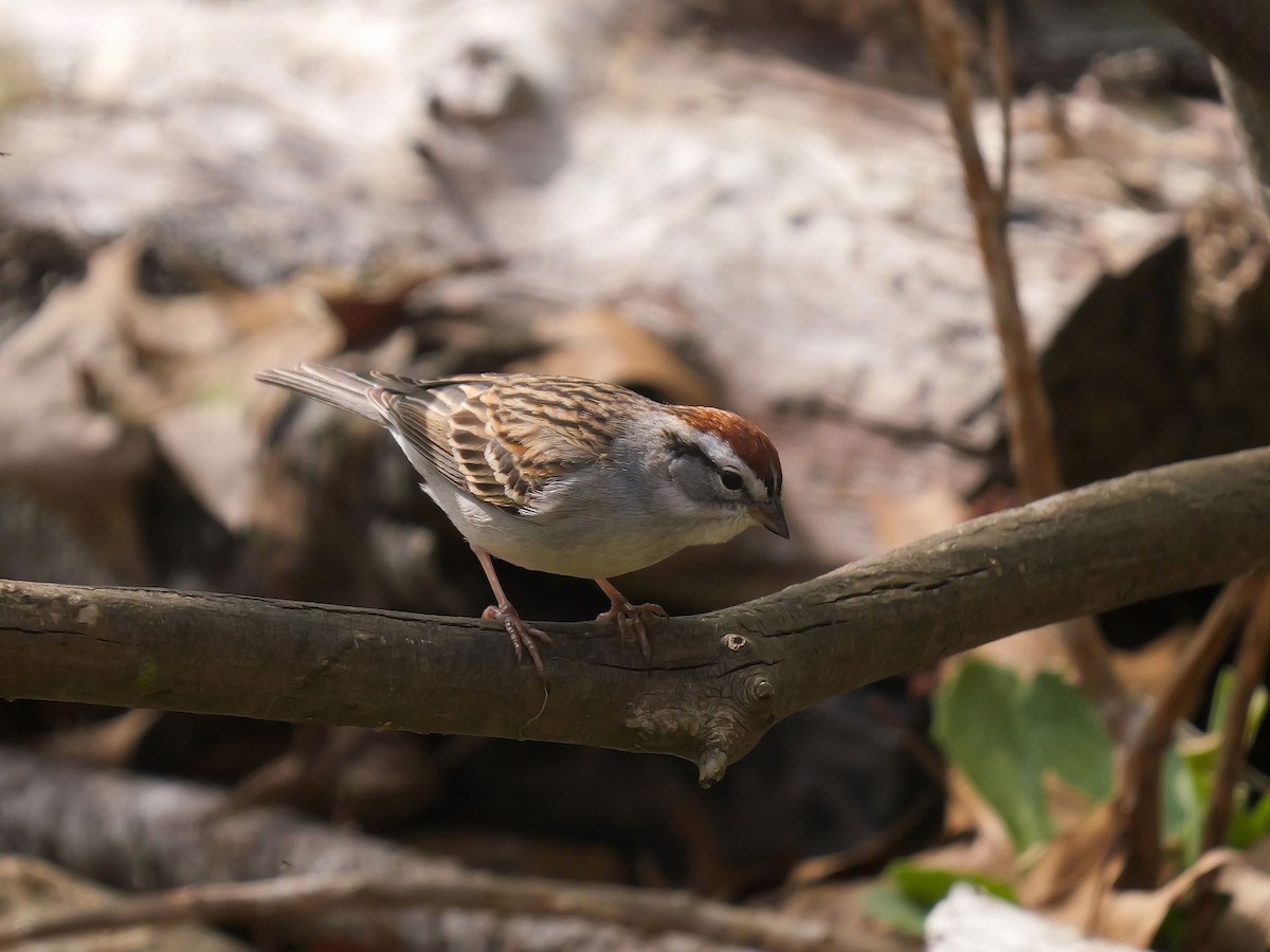 Chipping Sparrow - Tim Boucher