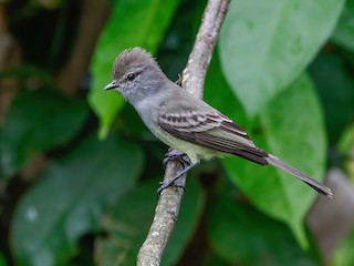  - Amazonian Scrub-Flycatcher