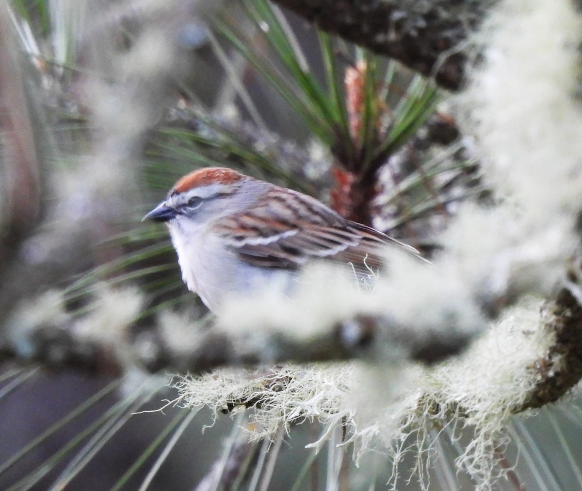 Chipping Sparrow - ML617484099