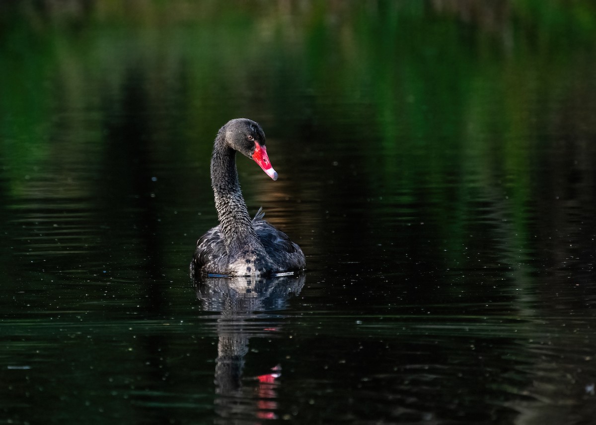Black Swan - Jonathan Tickner