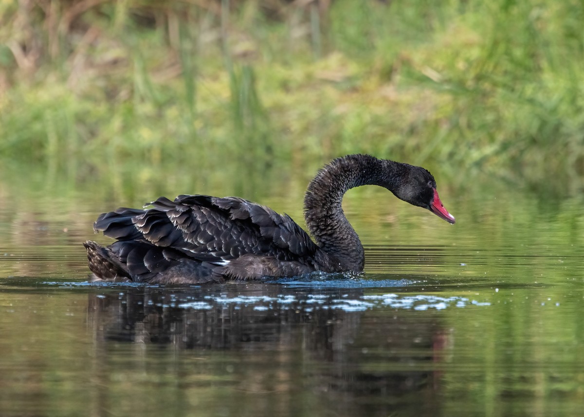 Black Swan - Jonathan Tickner